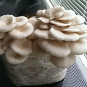 Pearly White Oyster