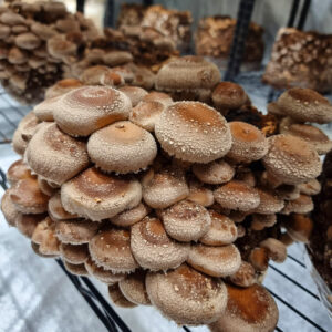 Shiitake